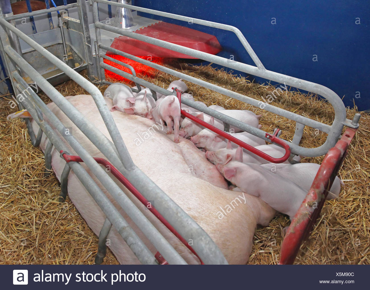 Farrowing Stock Photos Farrowing Stock Images Alamy