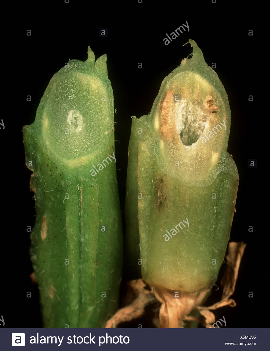 Vascular Wilt Disease High Resolution Stock Photography and Images Alamy