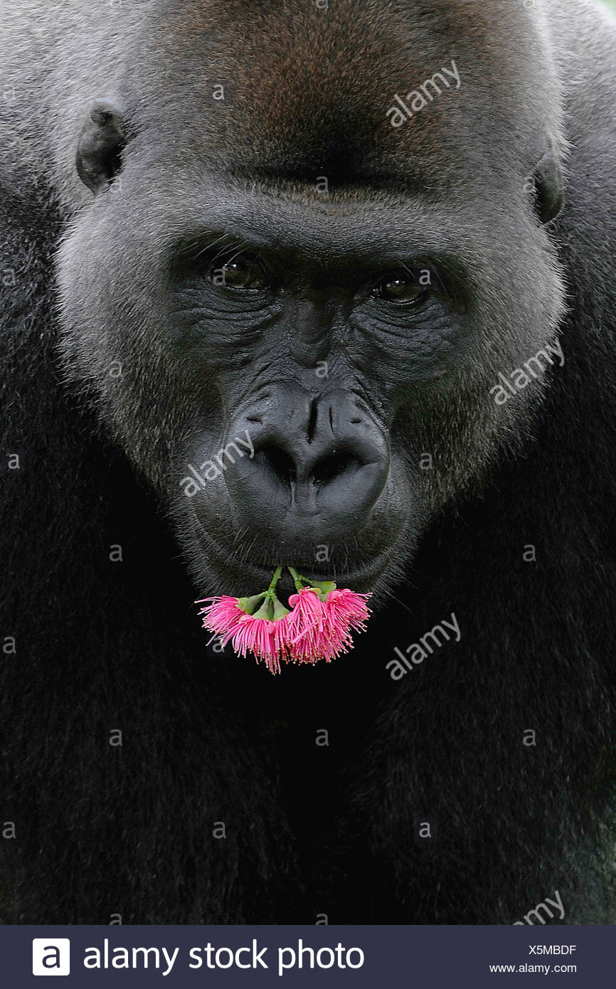 Western Lowland Gorilla (Gorilla gorilla gorilla) with flowers in its  mouth, portrait Stock Photo - Alamy