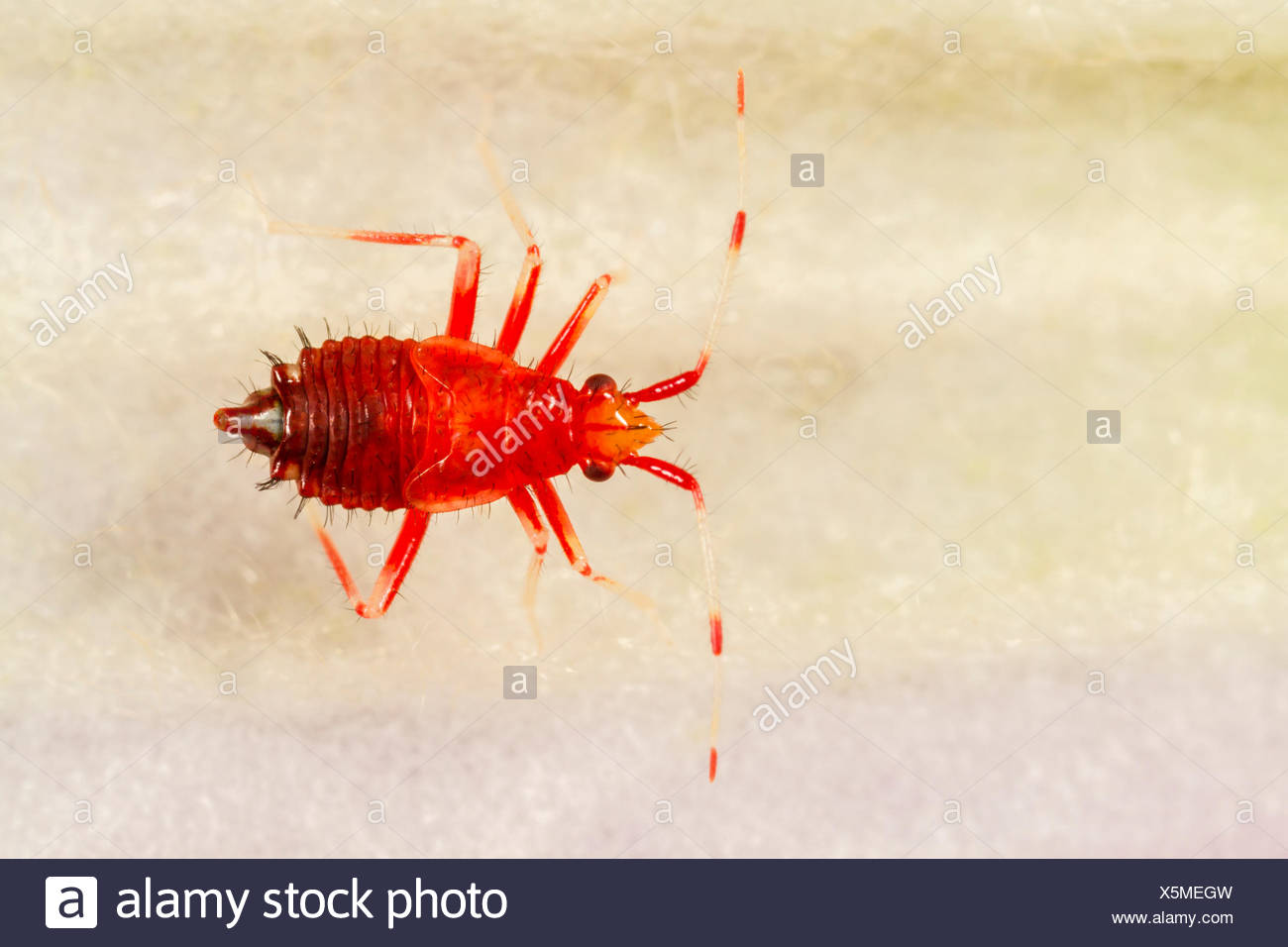 Red Spotted Flower High Resolution Stock Photography And Images Alamy Red Spotted Flower High Resolution Stock Photography And Images Alamy