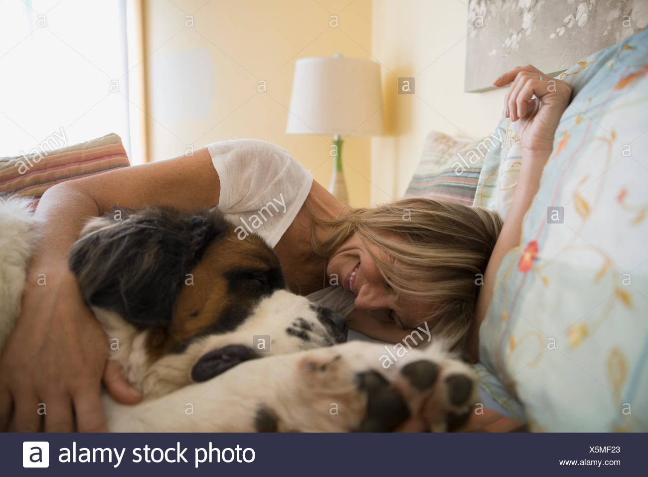 Saint Bernard Dog Stock Photos & Saint Bernard Dog Stock Images Alamy