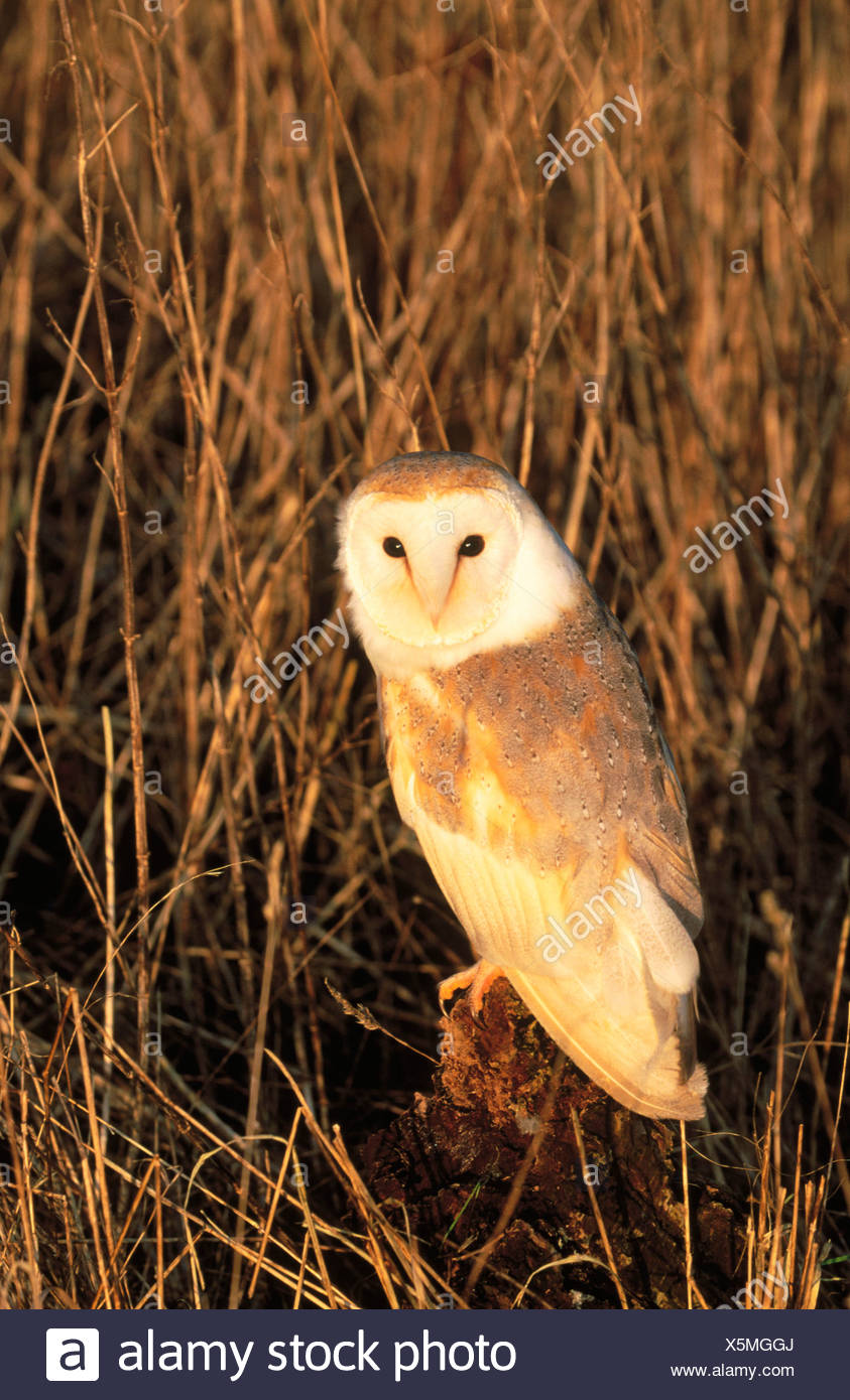 Barn Owl Tyto Alba Male Uk Stock Photo 278891218 Alamy