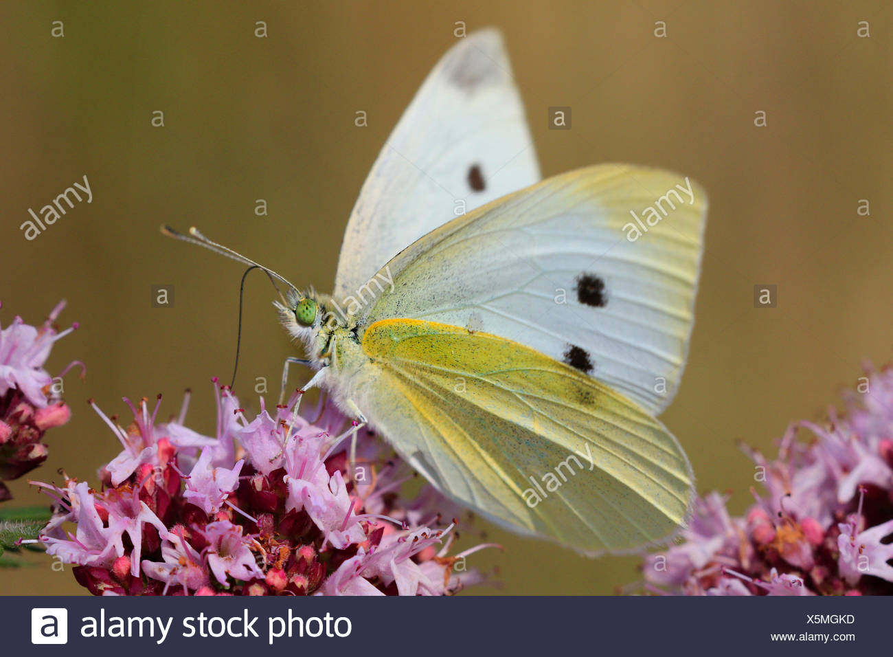 Species Of Uk Week 57 Small White Butterfly Pieris Rapae