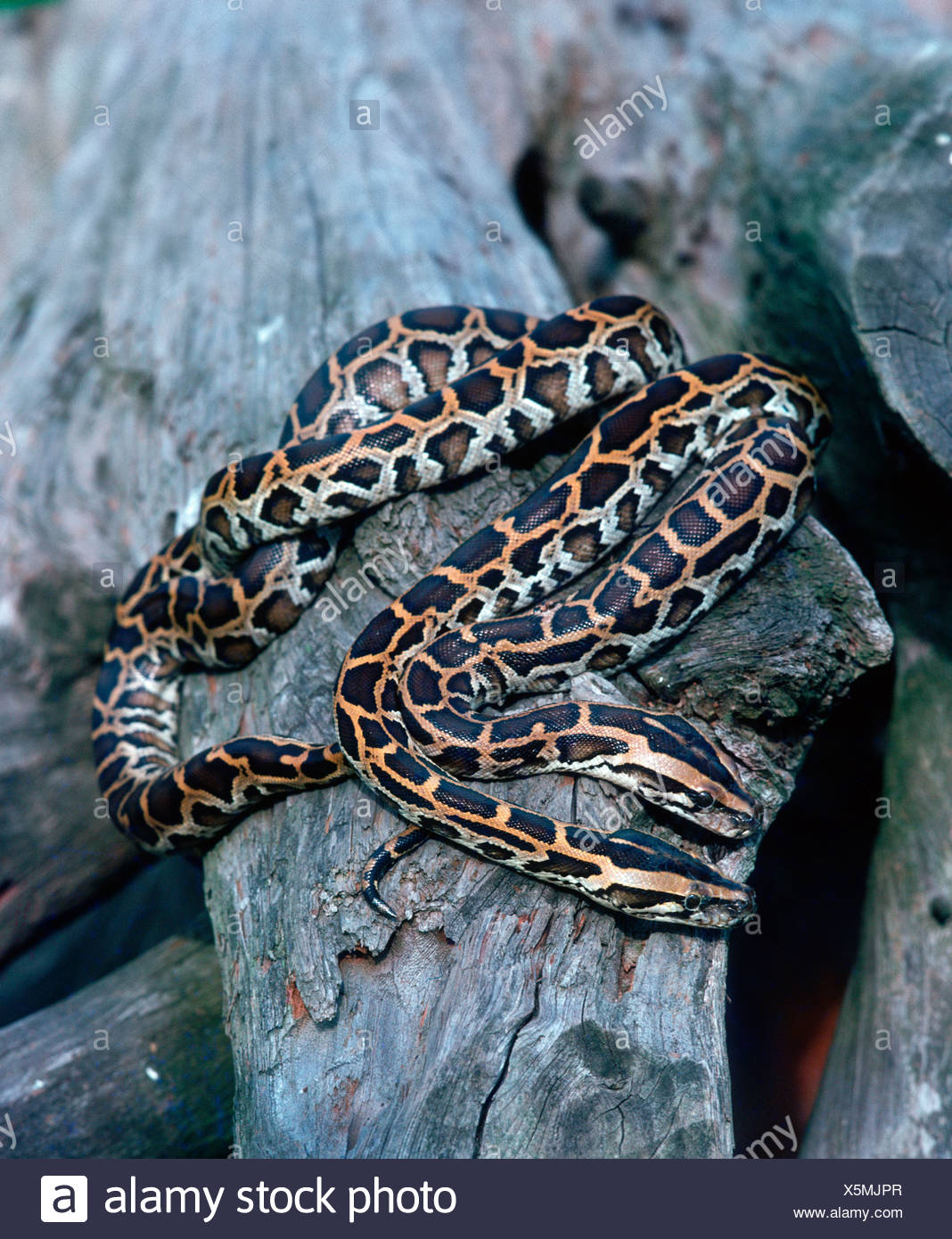 Indian Pythons Python Molurus High Resolution Stock Photography and ...