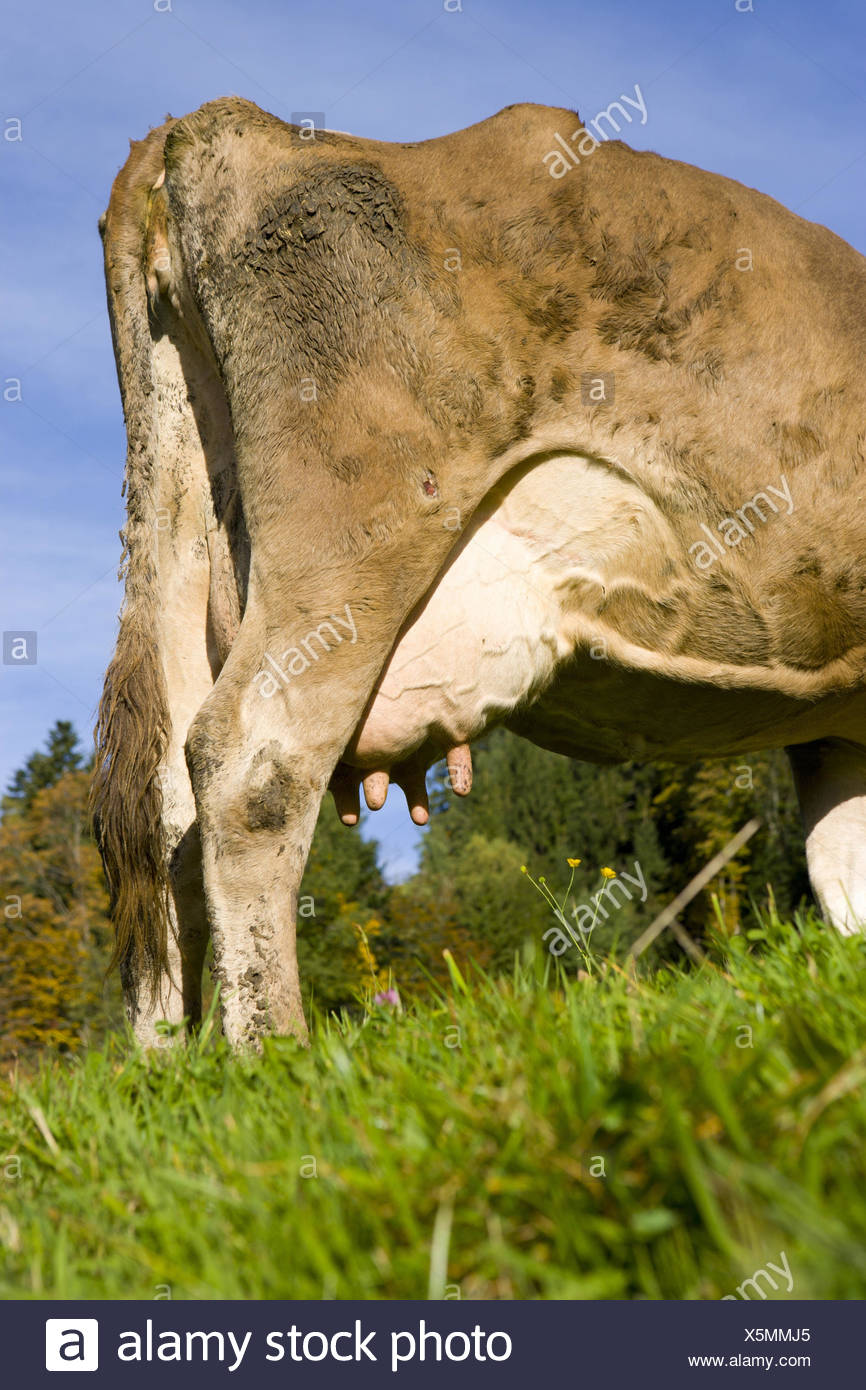 Cow Rear Uddert Lacteal Cow High Resolution Stock Photography and Images - Alamy