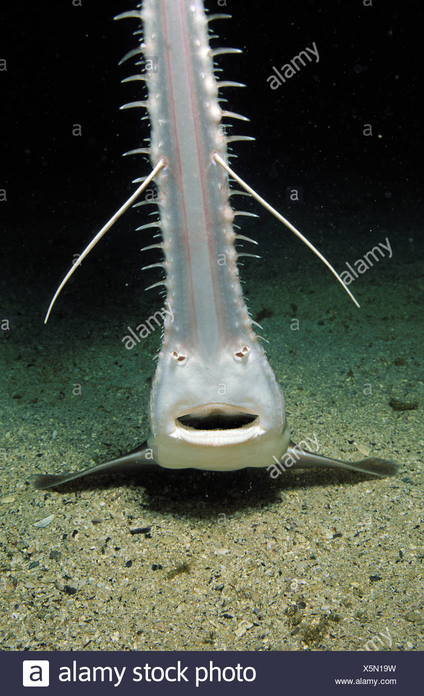 Pristiophoriformes Stock Photos & Pristiophoriformes Stock Images Alamy