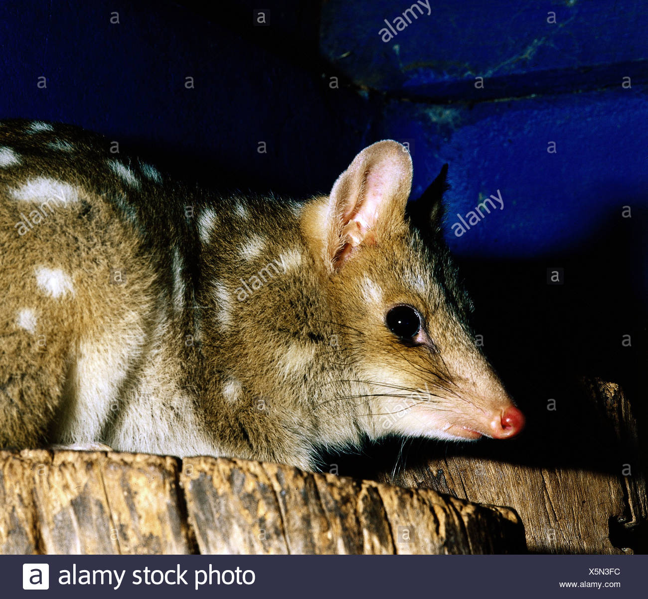 Dasyuridae High Resolution Stock Photography and Images Alamy