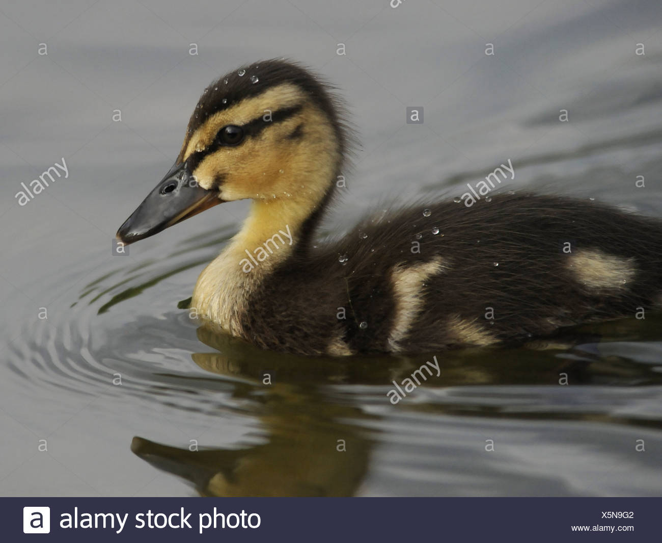 Brown Duckling Stock Photos & Brown Duckling Stock Images Alamy