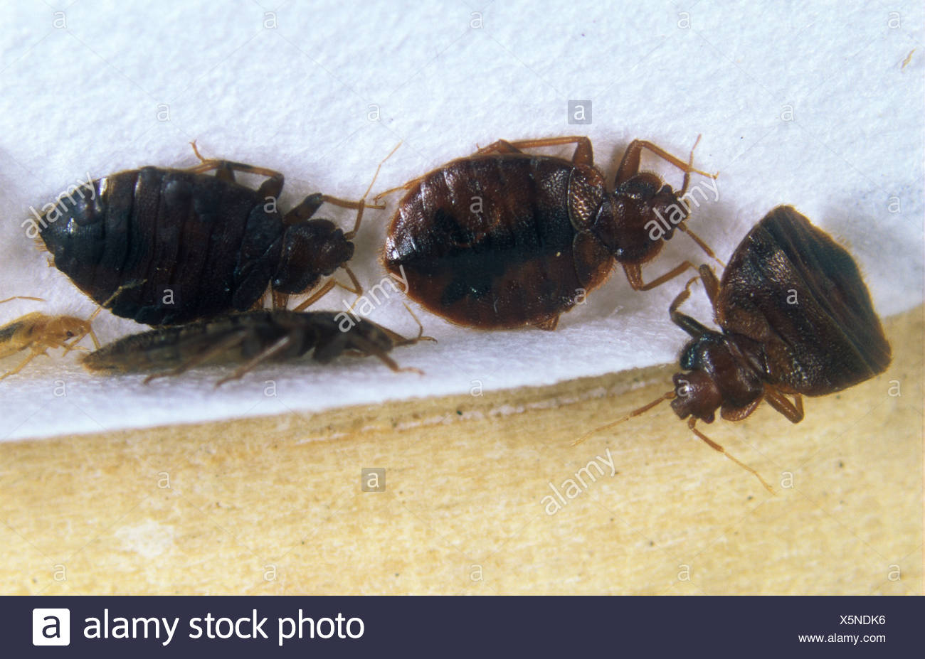 Cimex Lectularius High Resolution Stock Photography and Images Alamy