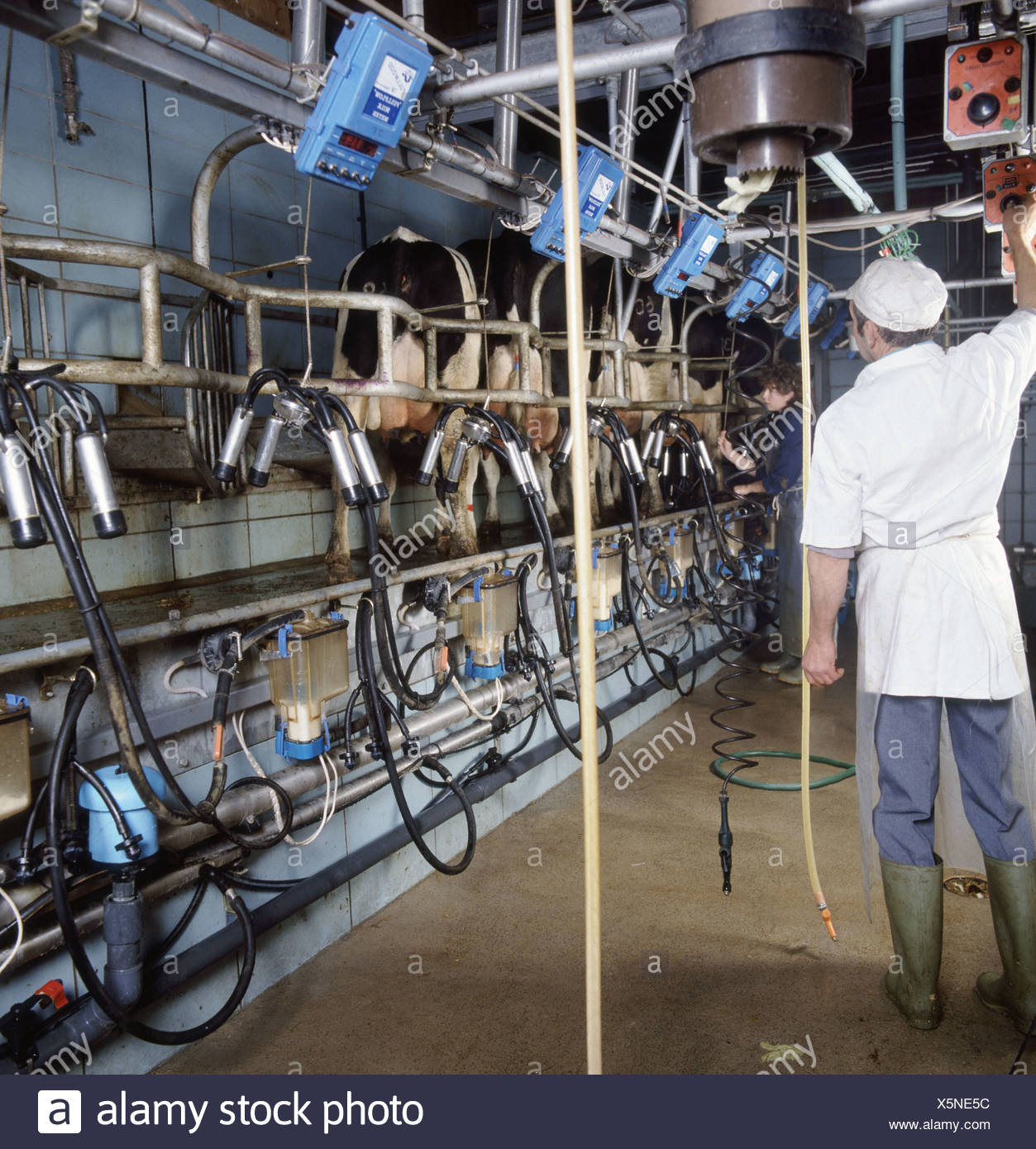 Friesian Cows Being Milked In Herring Bone Milking Parlour