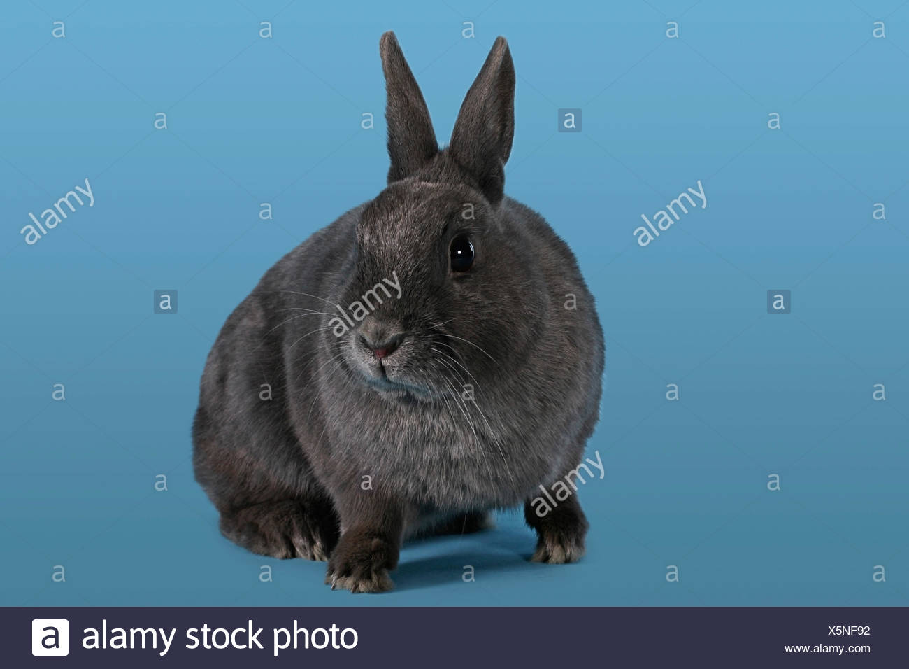 blue dwarf rabbit