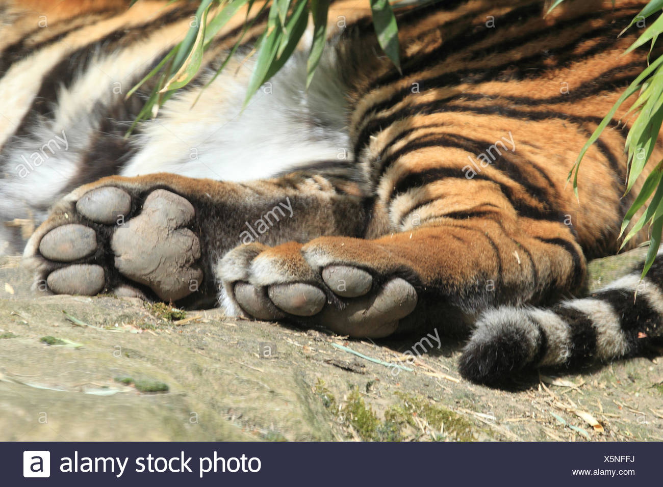 Tiger Paws Stock Photos & Tiger Paws Stock Images Alamy