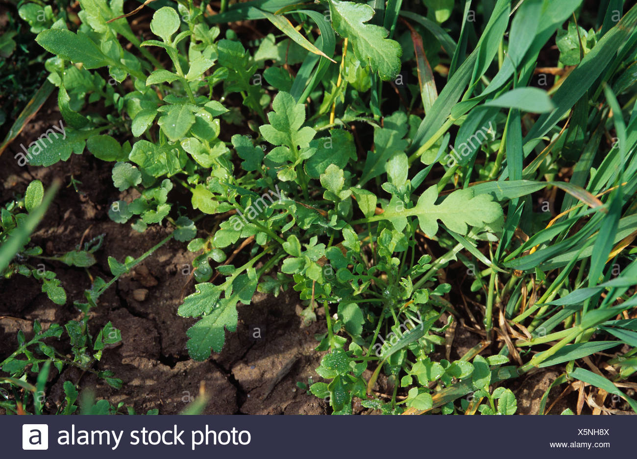 cornfield poppy seedlings cornfield poppy seedlings