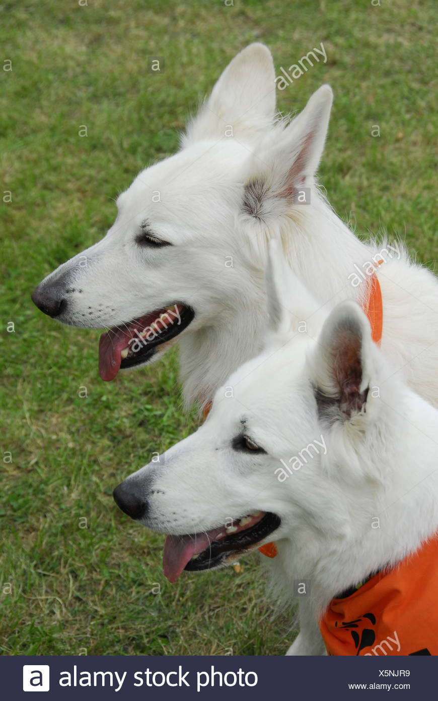 swiss german shepard