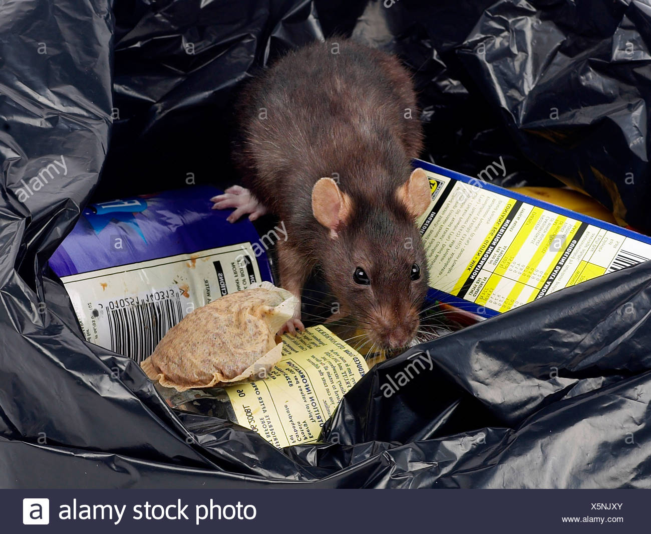 Dirty Rat High Resolution Stock Photography and Images Alamy