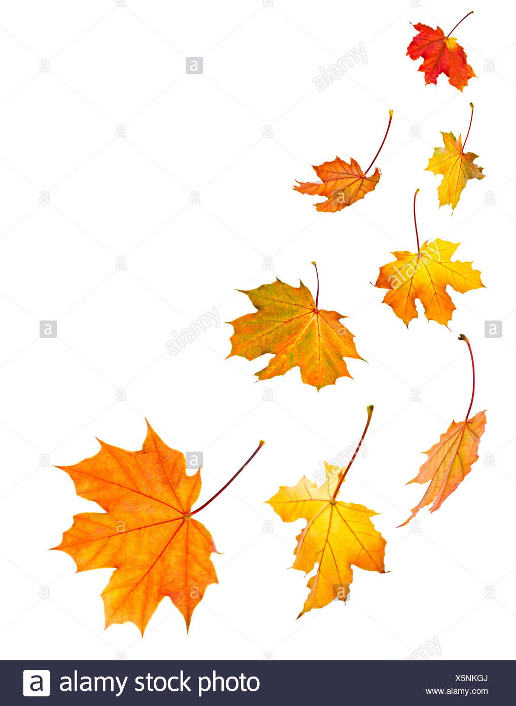 Leaves Maple Leaf Maple Leaves Stock Photo Alamy
