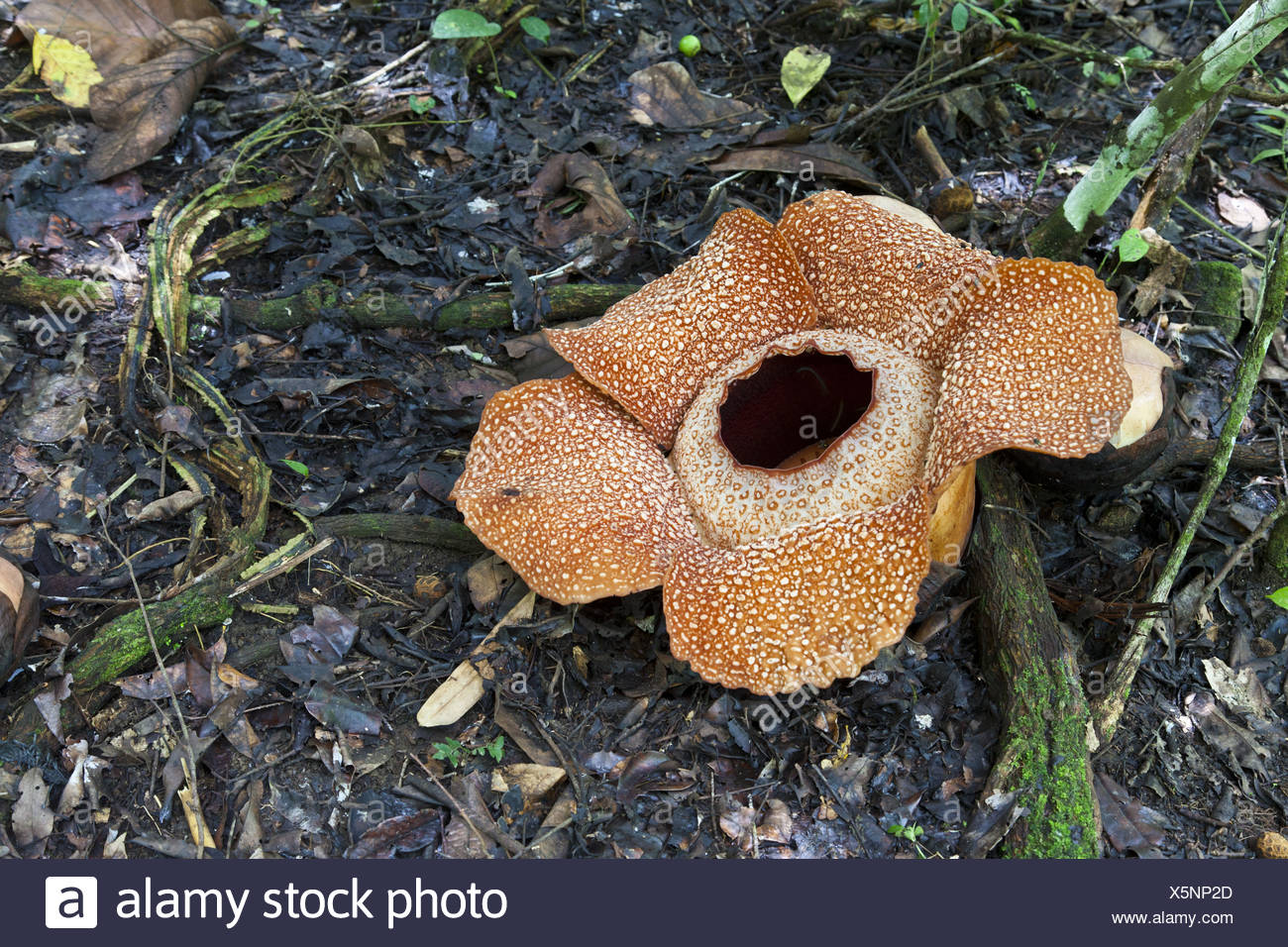 Poring Hot Springs Borneo Stock Photos Poring Hot Springs Borneo