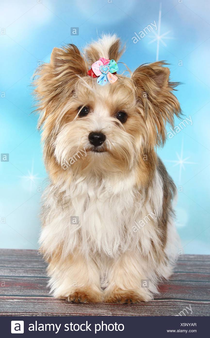 white ocean pearl yorkie