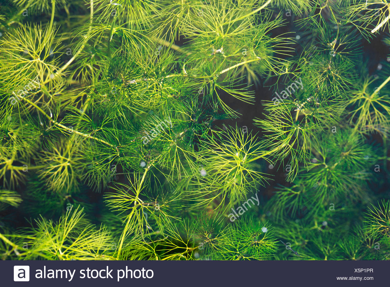 Wildpflanze Stock Photos & Wildpflanze Stock Images Alamy