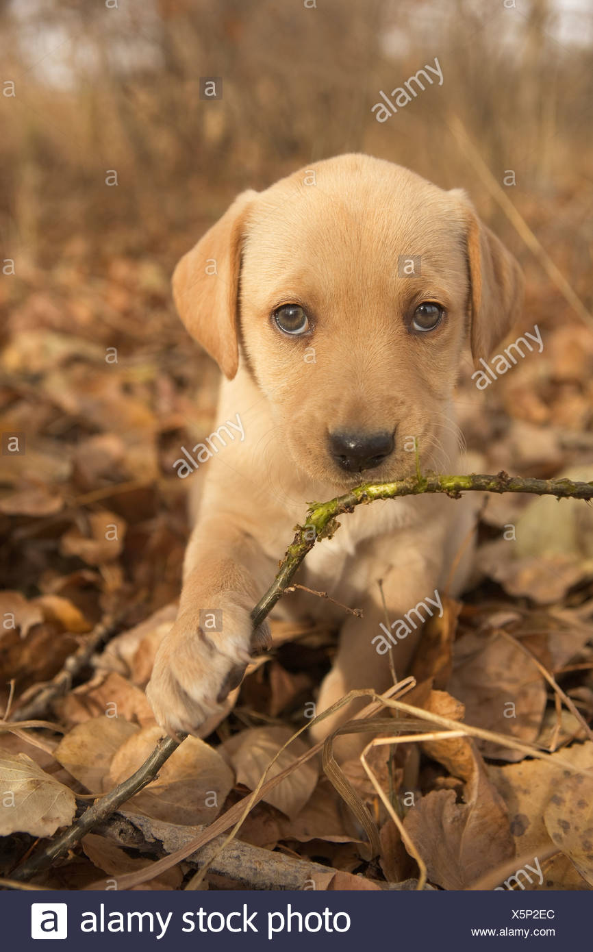 lab cross puppies