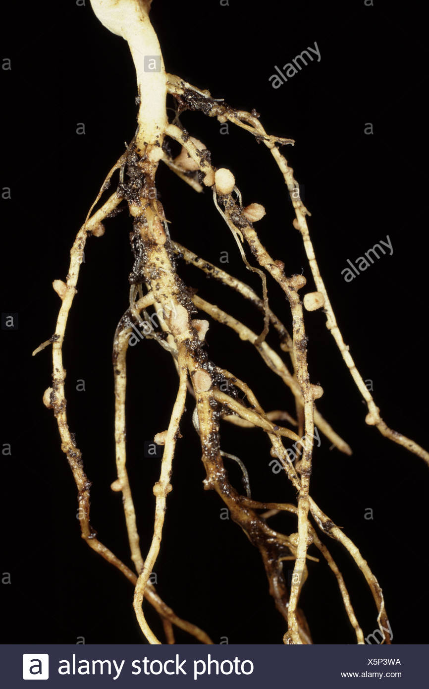Root Nodules Pea High Resolution Stock Photography and Images - Alamy