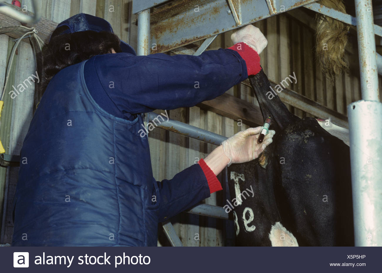Cow Blood High Resolution Stock Photography and Images Alamy