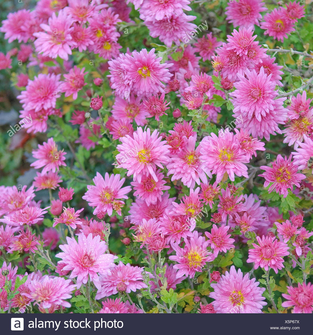 Chrysanthemum Grandiflorum Stock Photos & Chrysanthemum Grandiflorum