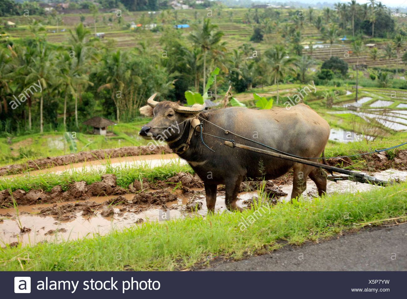 Working buffalo Stock Photo - Alamy