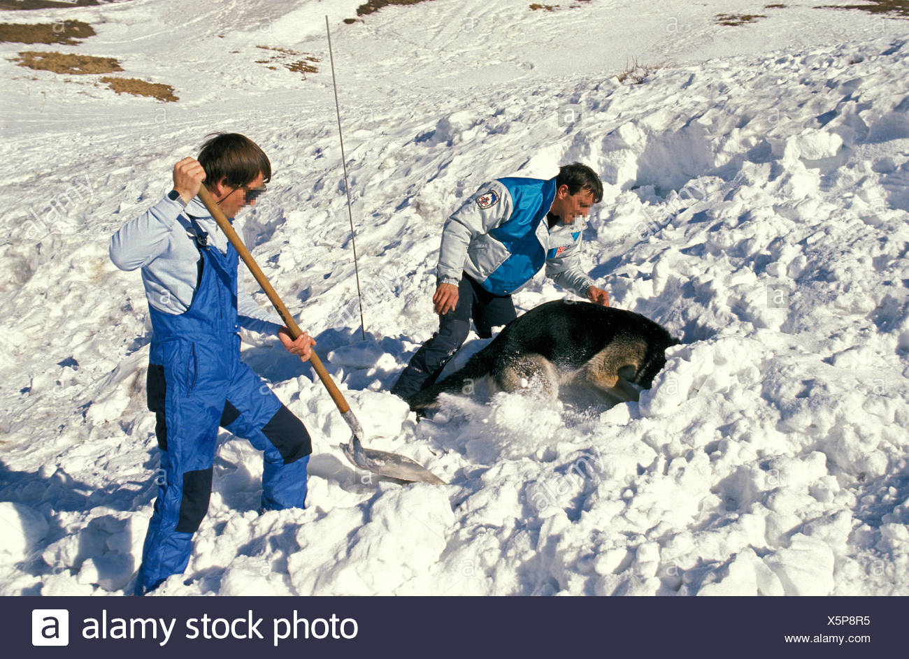 german shepherd rescue south