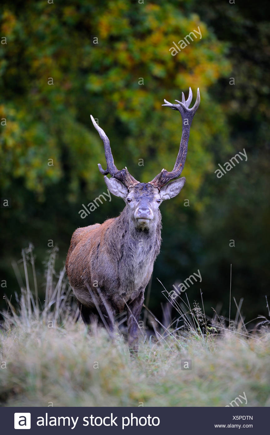 unusual deer antlers