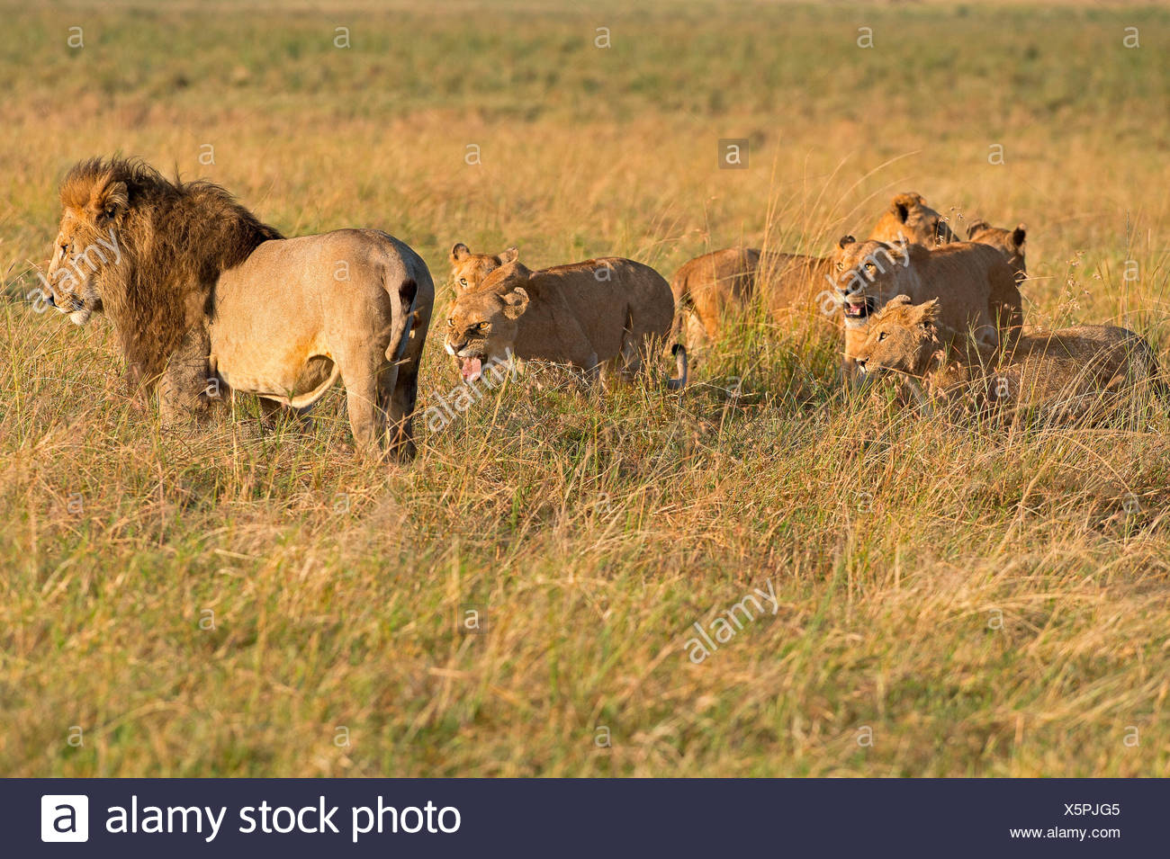 Lion Pack High Resolution Stock Photography and Images - Alamy