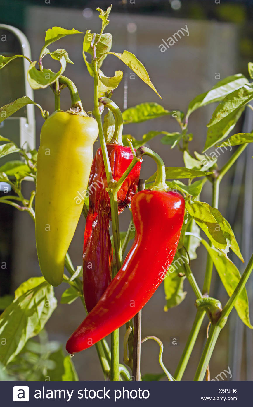 Sweet Banana Peppers High Resolution Stock Photography And Images Alamy