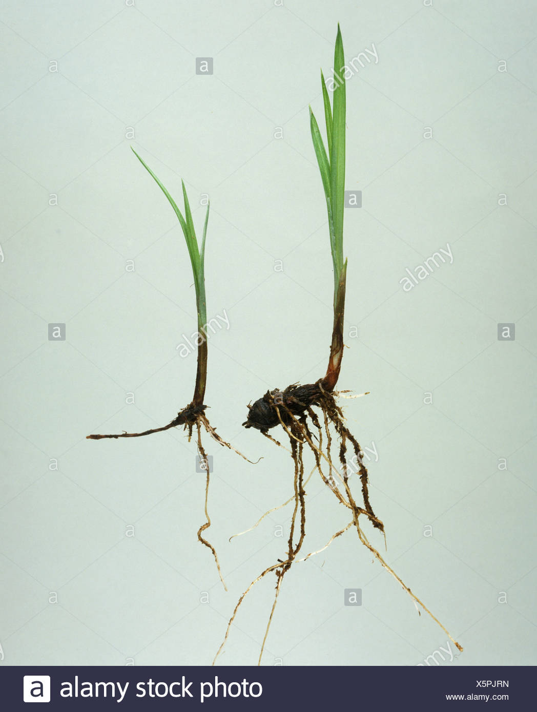 Purple nutsedge (Cyperus rotundus) seedling plants one with swollen