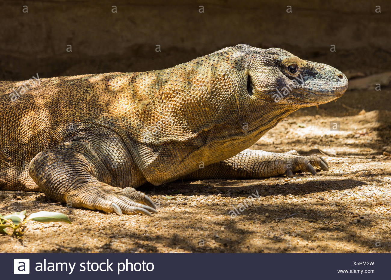 komodo dragon profile of head stock photo alamy https www alamy com komodo dragon profile of head image278937873 html