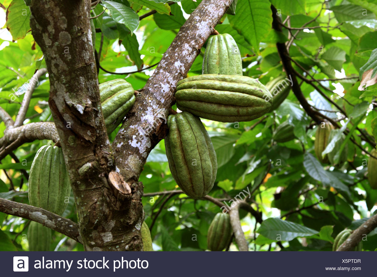 Chocolate Cocoa Tree Theobroma Cacao Immature Cocoa Fruits On The Tree Cuba Stock Photo Alamy