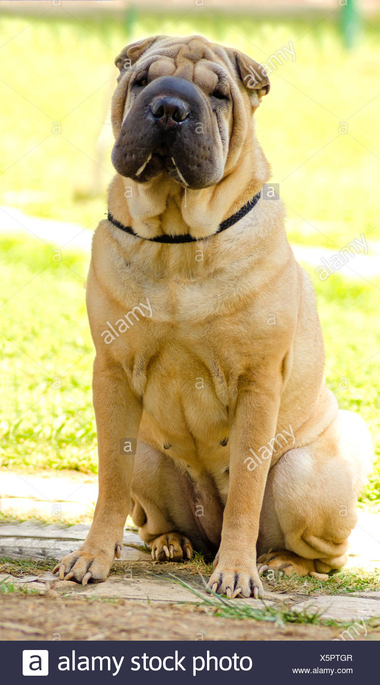 A Beautiful Young Red Fawn Chinese Shar Pei Dog Sitting On The