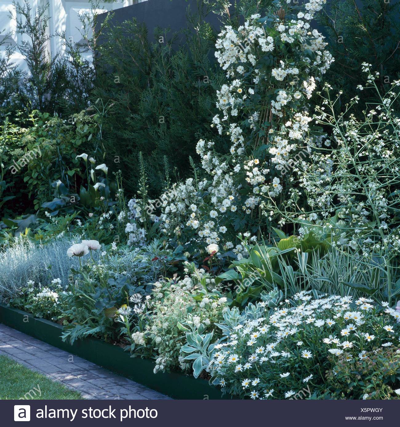 One Colour Border White Silver Please Credit Photos Horticultural Allison Armour Associates Ocb089267 Com Stock Photo Alamy