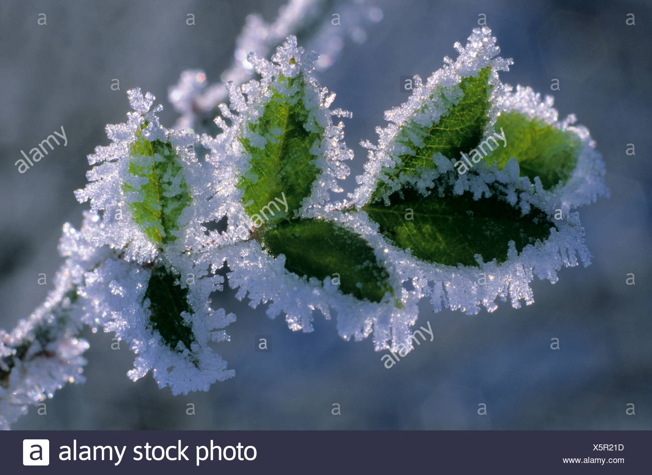 Blatt Bei Frost High Resolution Stock Photography and Images Alamy