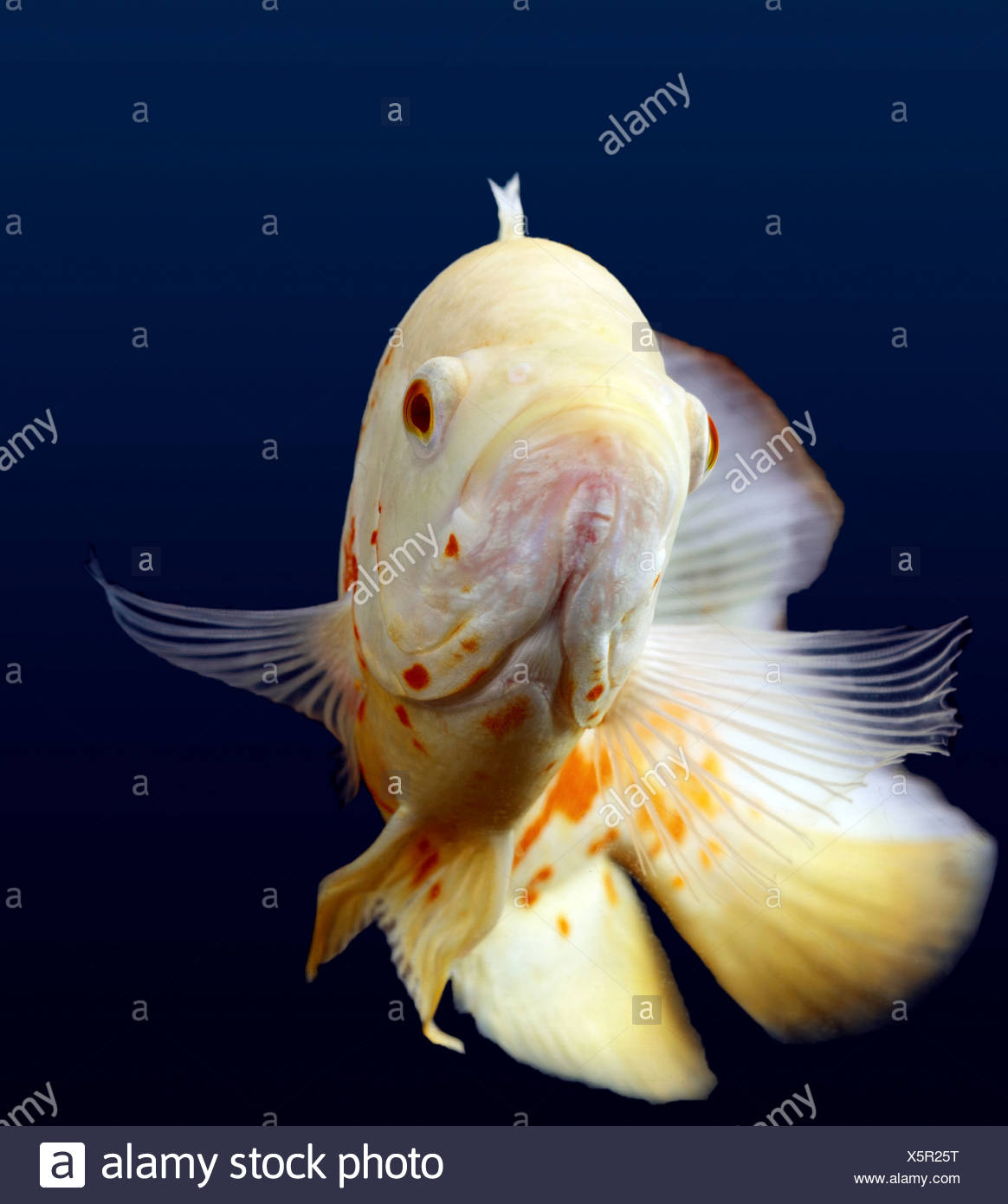 White Oscar Fish Stock Photo 278945796 - Alamy