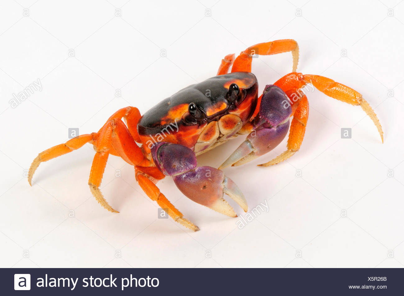 Blackback Land Crab High Resolution Stock Photography And Images Alamy Blackback Land Crab High Resolution Stock Photography And Images Alamy
