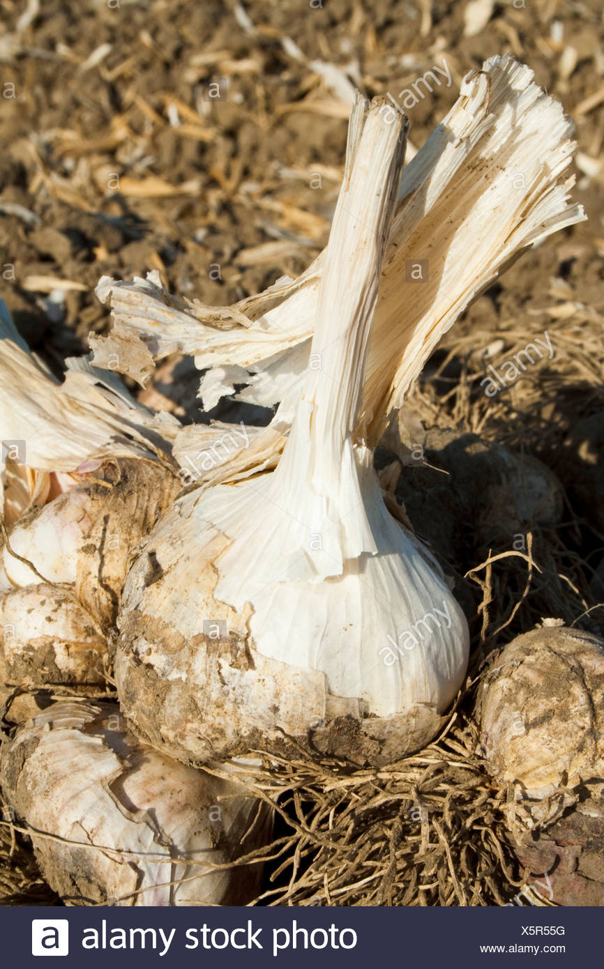 Garlic in the field, dug up and ready to be harvested. This garlic will be processed and dehydrated for use in processed foods. Stock Photo