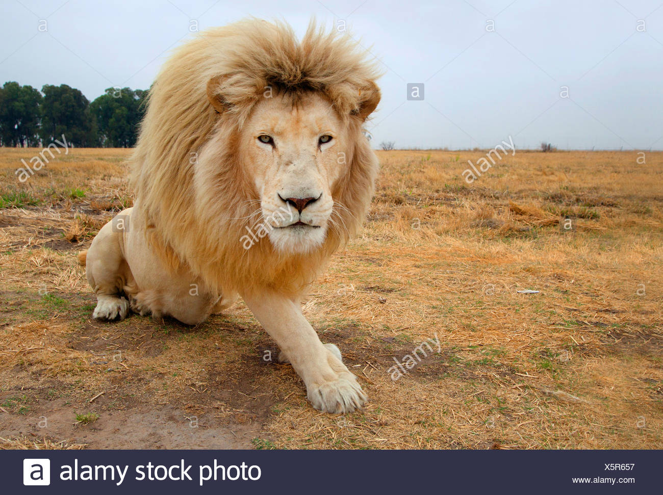 Lion Panthera Leo Sitting White Lion South Africa Stock Photo Alamy