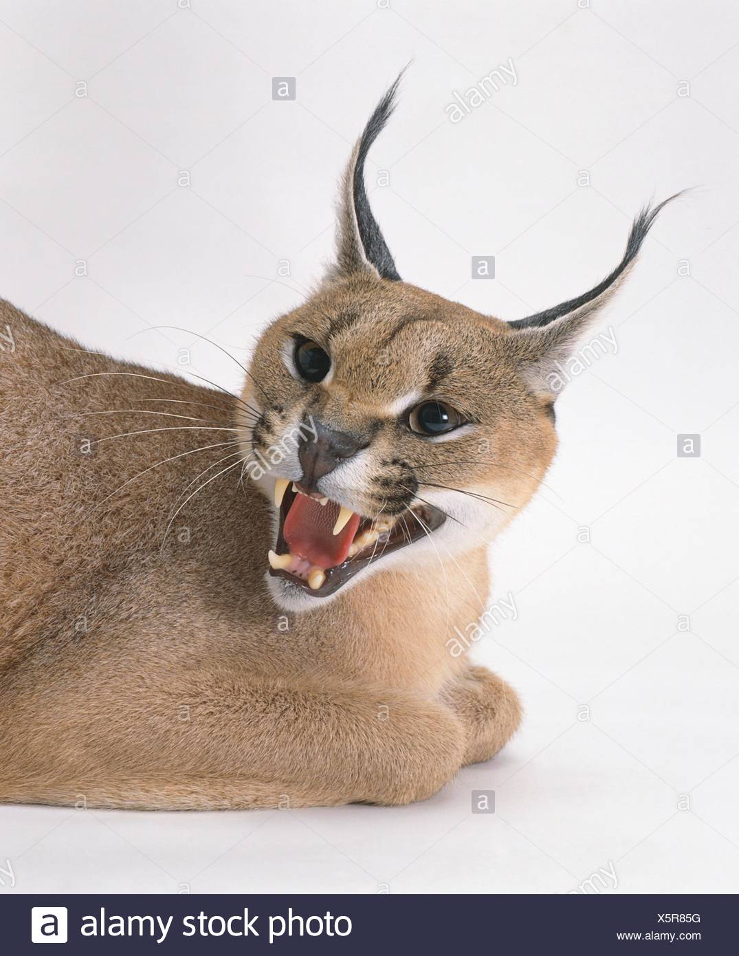 caracal-caracal-caracal-with-hissing-mouth-open-X5R85G.jpg