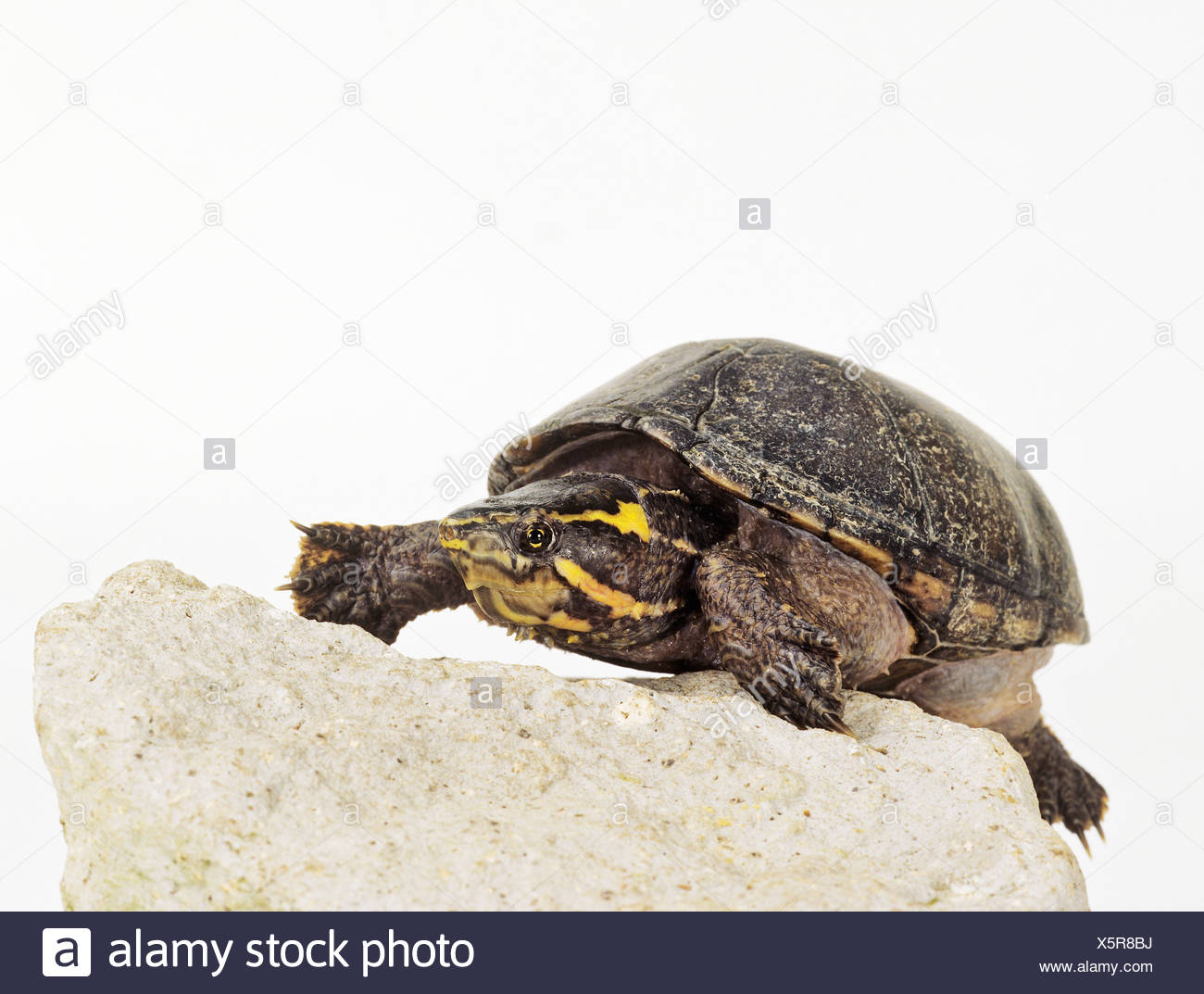Common Musk Turtles High Resolution Stock Photography and Images - Alamy