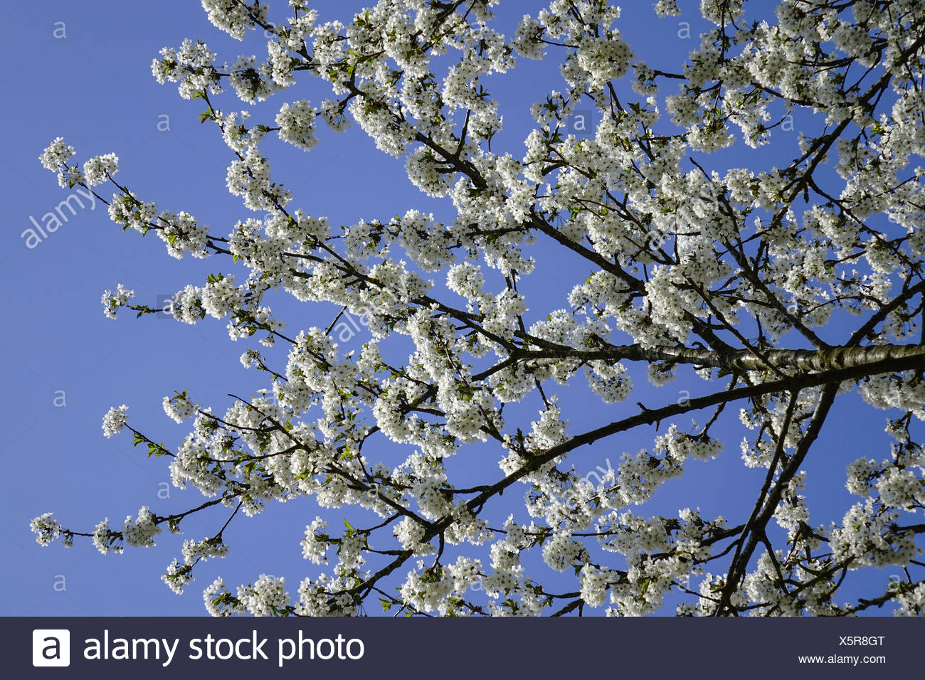 Blühender Baum Im Frühling High Resolution Stock Photography and Images