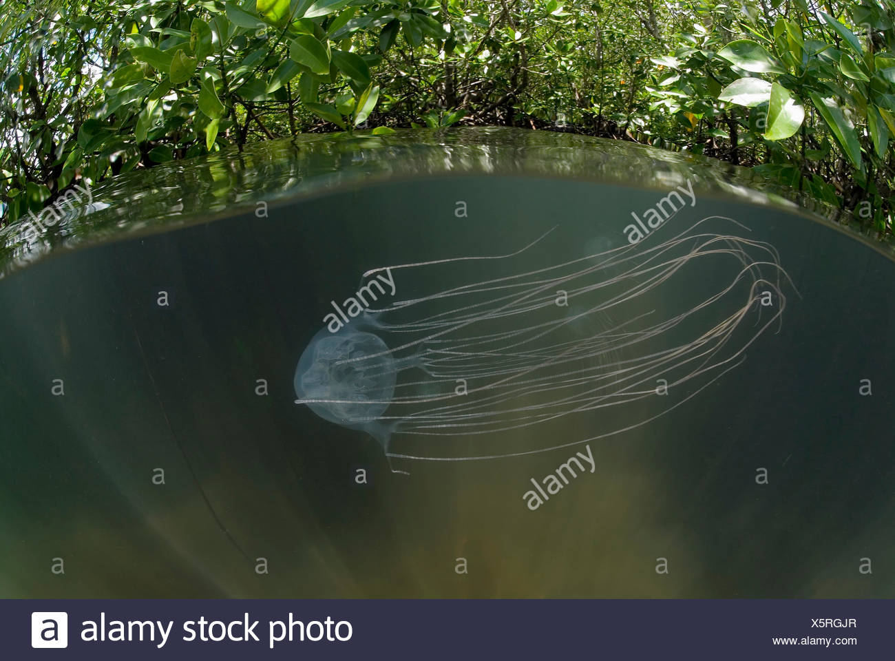 Box Jellyfish Australia High Resolution Stock Photography and Images