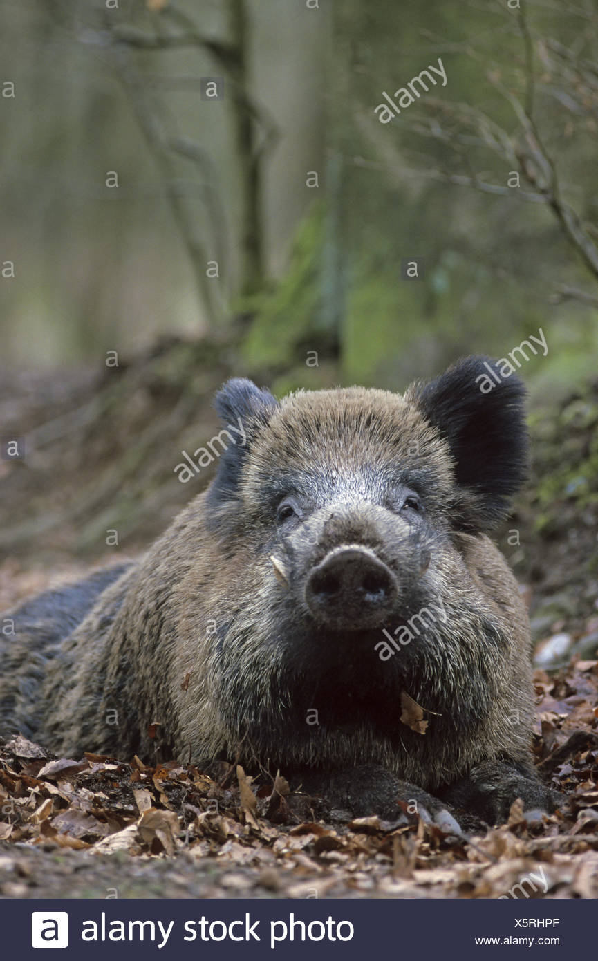 Boar Hog Rests On The Forest Floor Stock Photo 278958023 Alamy