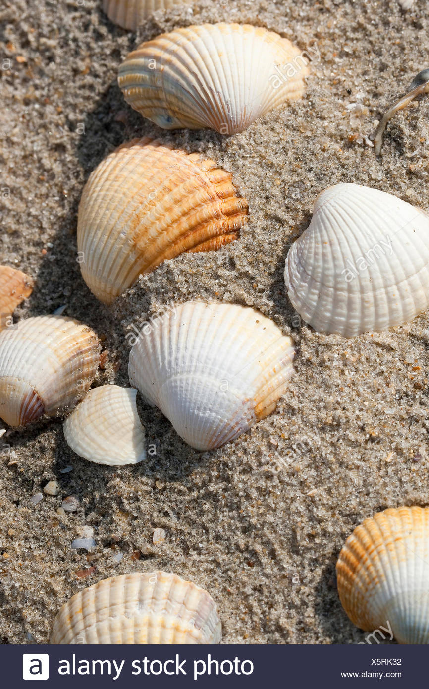 Cockle Stock Photos & Cockle Stock Images Alamy