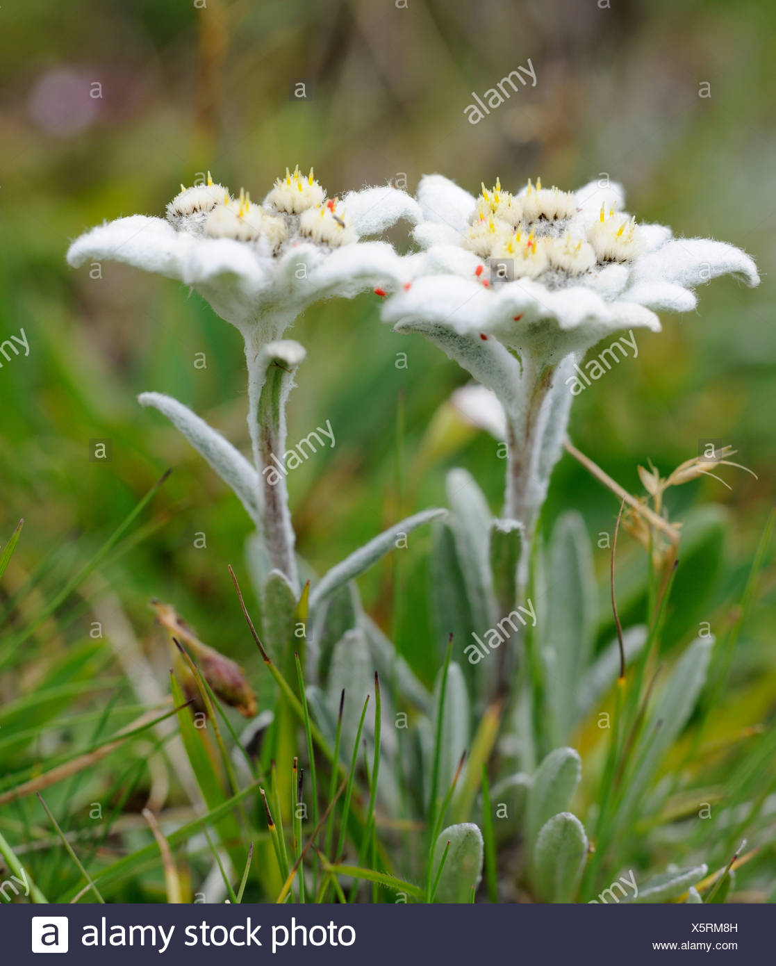 Edelweiss Stock Photos & Edelweiss Stock Images - Alamy