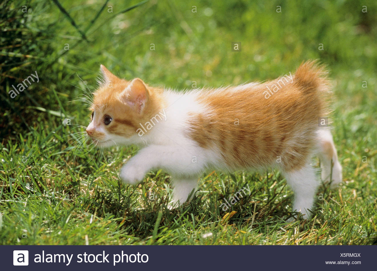 japanese bobtail kittens for sale